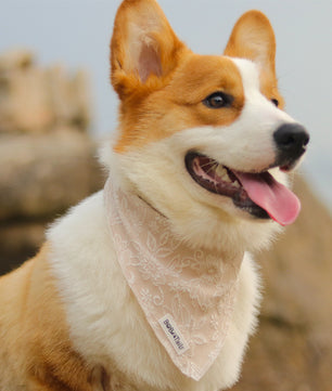 morning glory biscuit dog bandanas designed to complement the harness and accessories within the set