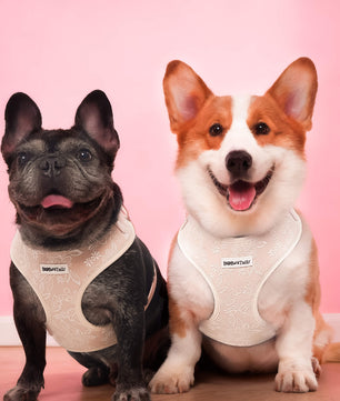morning glory dog harness for medium dogs designed as part of a matching dog and owner accessory system for everyday walks
