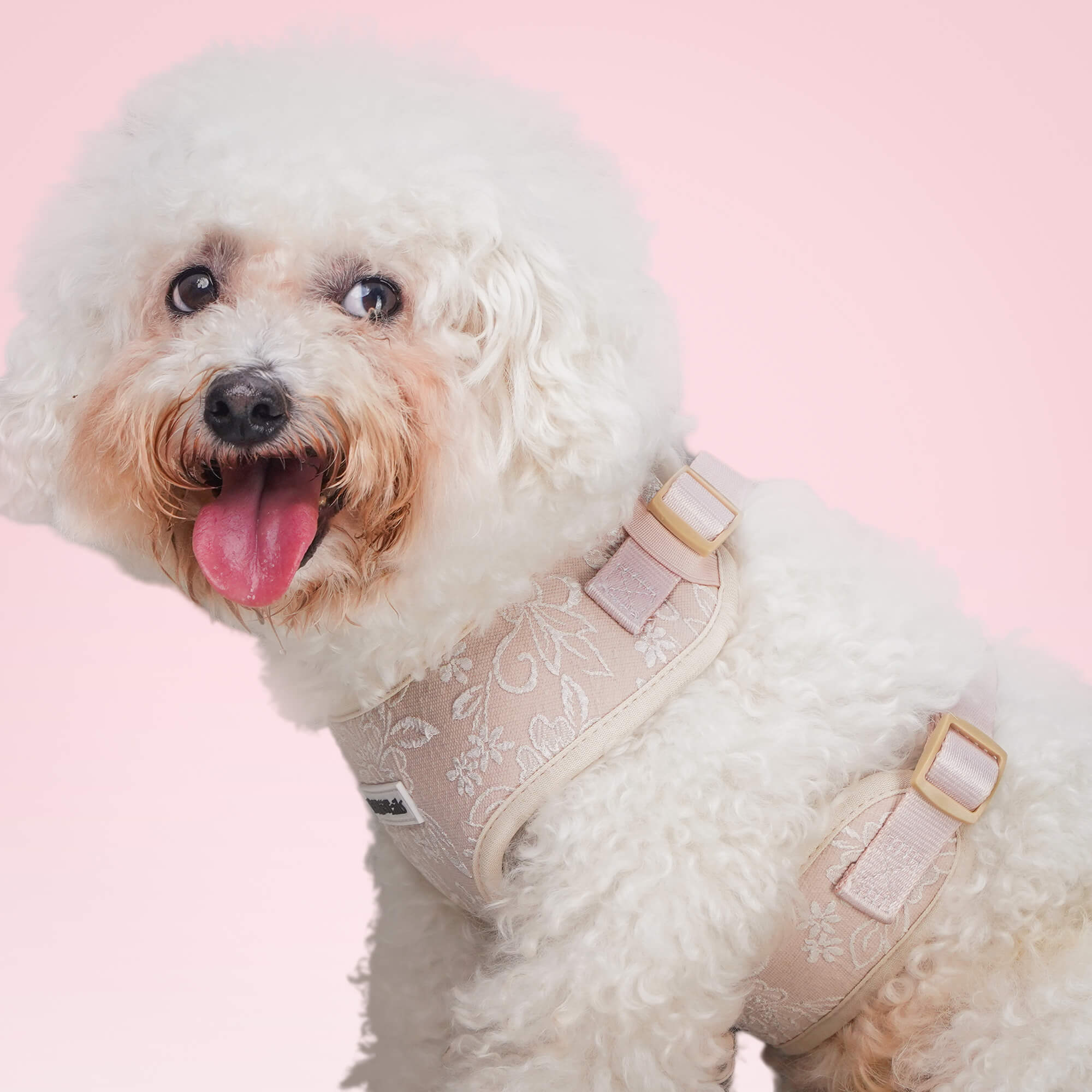 morning glory harness for small dogs 5-15lbs designed as part of a matching dog and owner accessory system for everyday walks