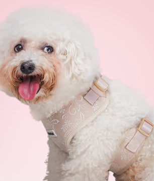 morning glory harness for small dogs 5-15lbs designed as part of a matching dog and owner accessory system for everyday walks
