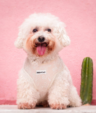  morning glory xs dog harness designed as part of a matching dog and owner accessory system for everyday walks