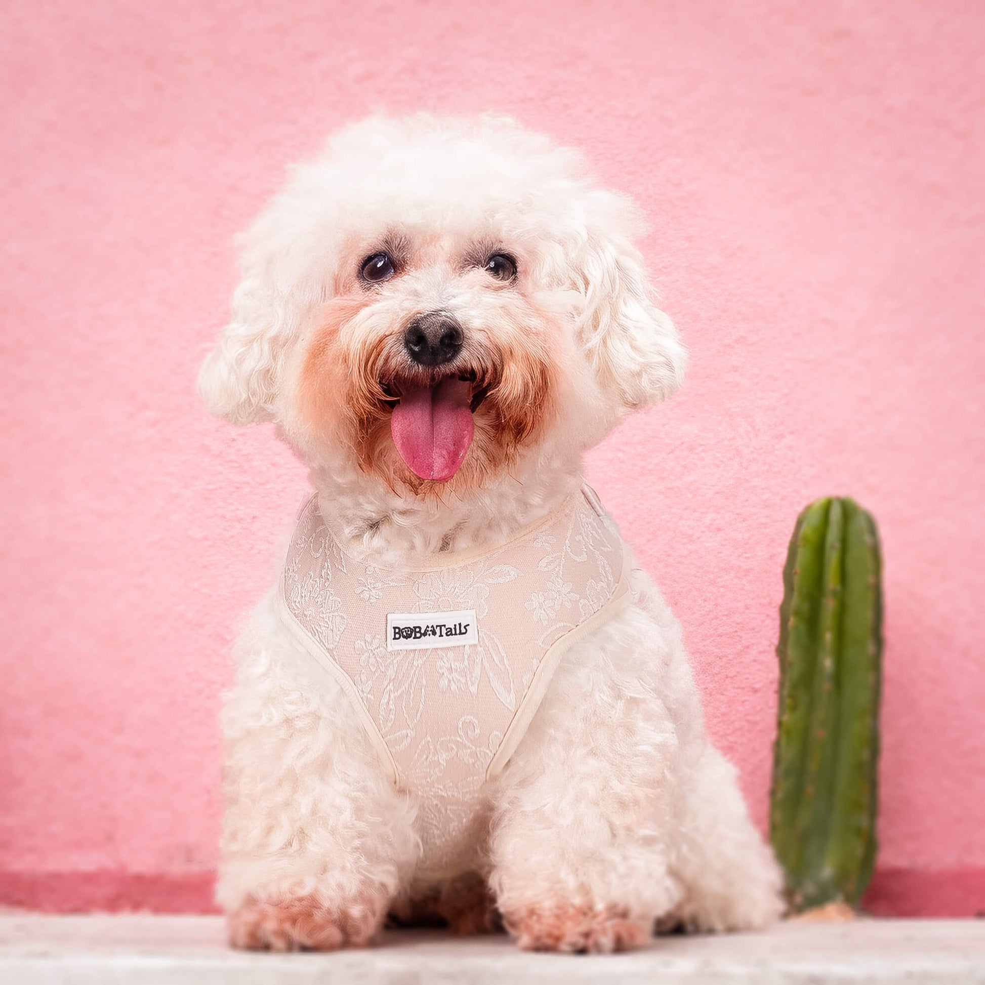  morning glory xs dog harness designed as part of a matching dog and owner accessory system for everyday walks