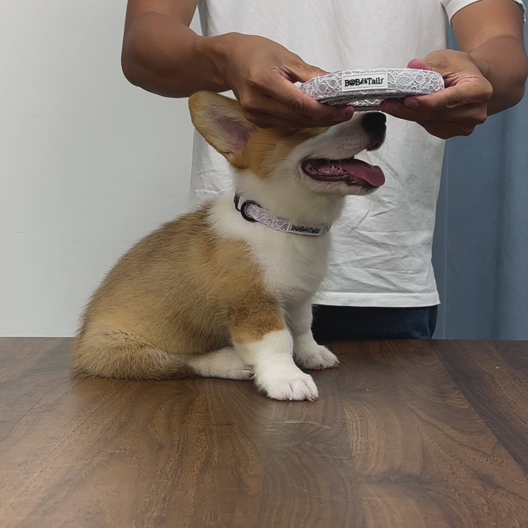  Bobotails Lavender  lace Winter New Collection Beauty of Lace Dog Lead For Small Dogs and Medium Dogs 