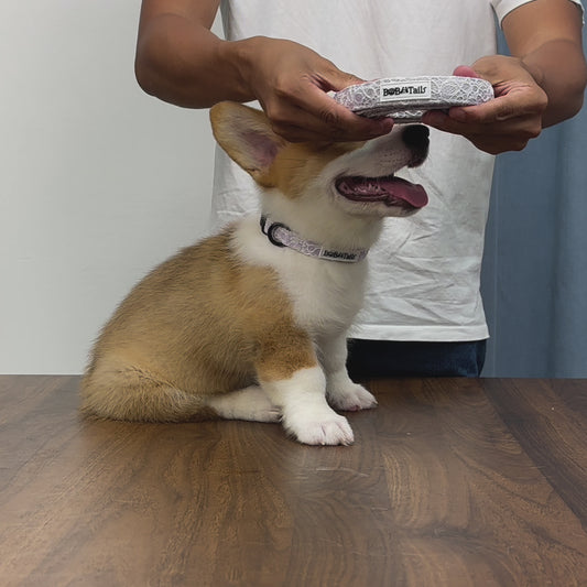  Bobotails Lavender  lace Winter New Collection Beauty of Lace Dog Lead For Small Dogs and Medium Dogs 