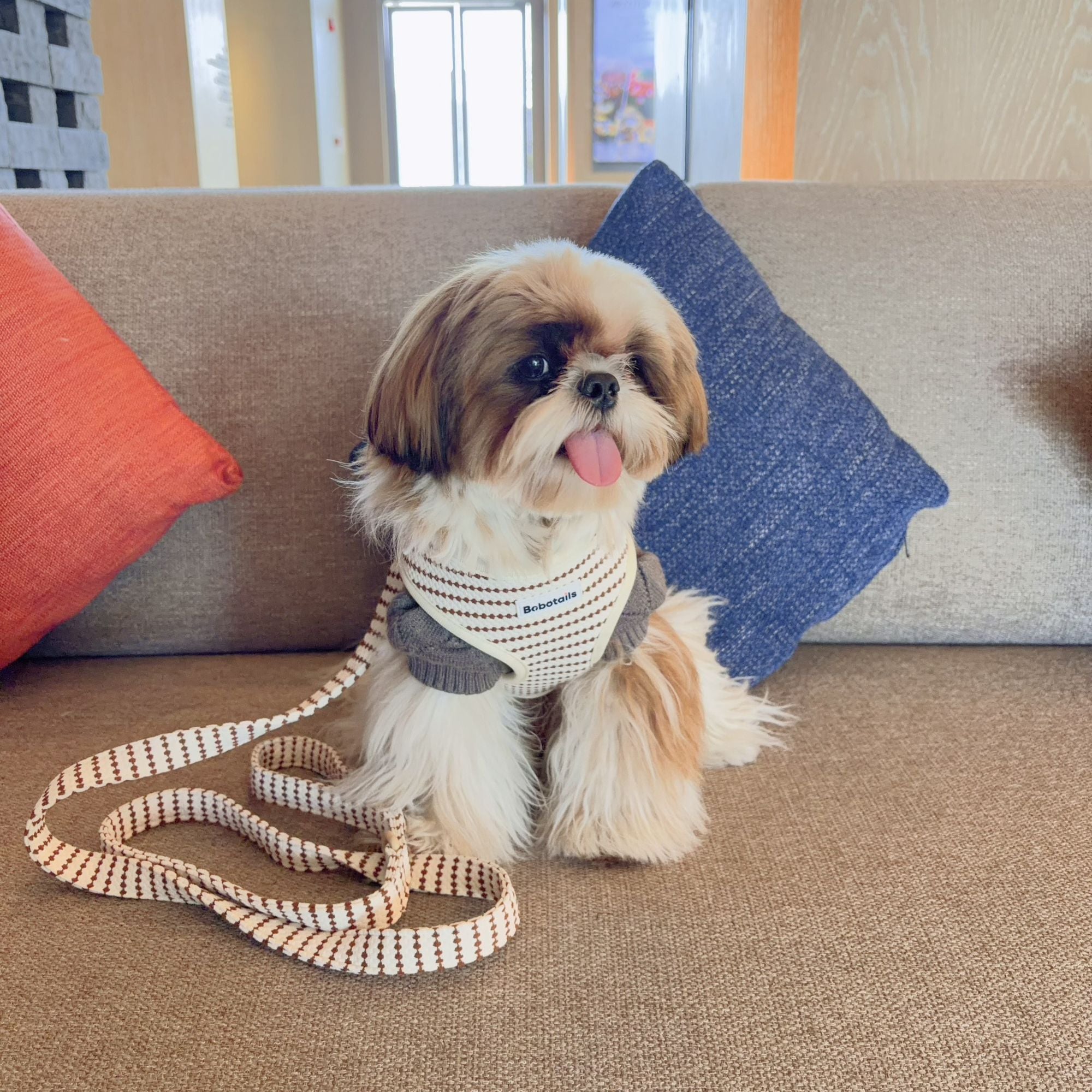 small dog harness and leash set as matching the leopard harness and owner accessories for daily dog walks