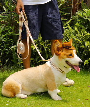 A medium dog corgi wear on Bobotails small grain dog collar and leash set 