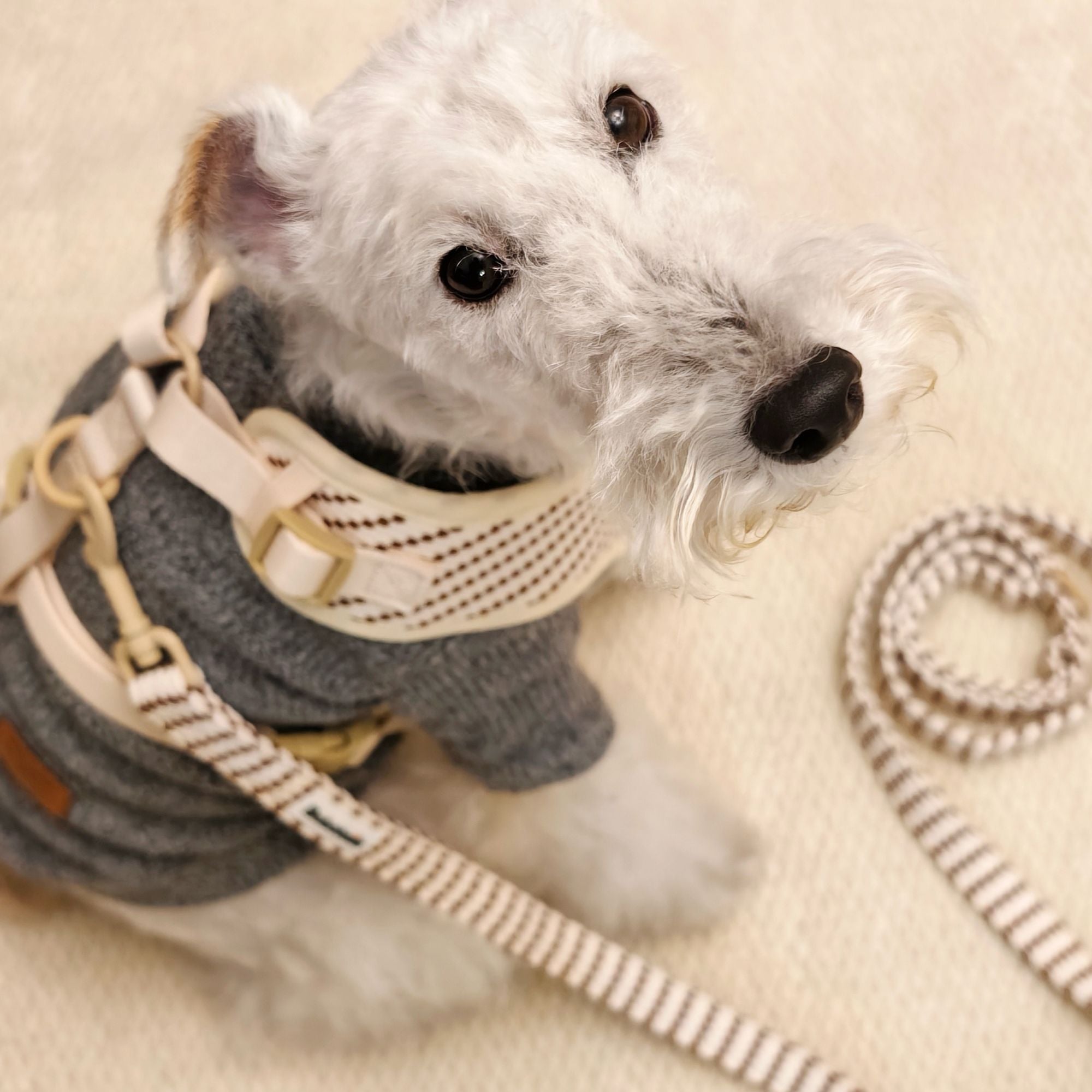 small grain dog harness and leash set for small dog