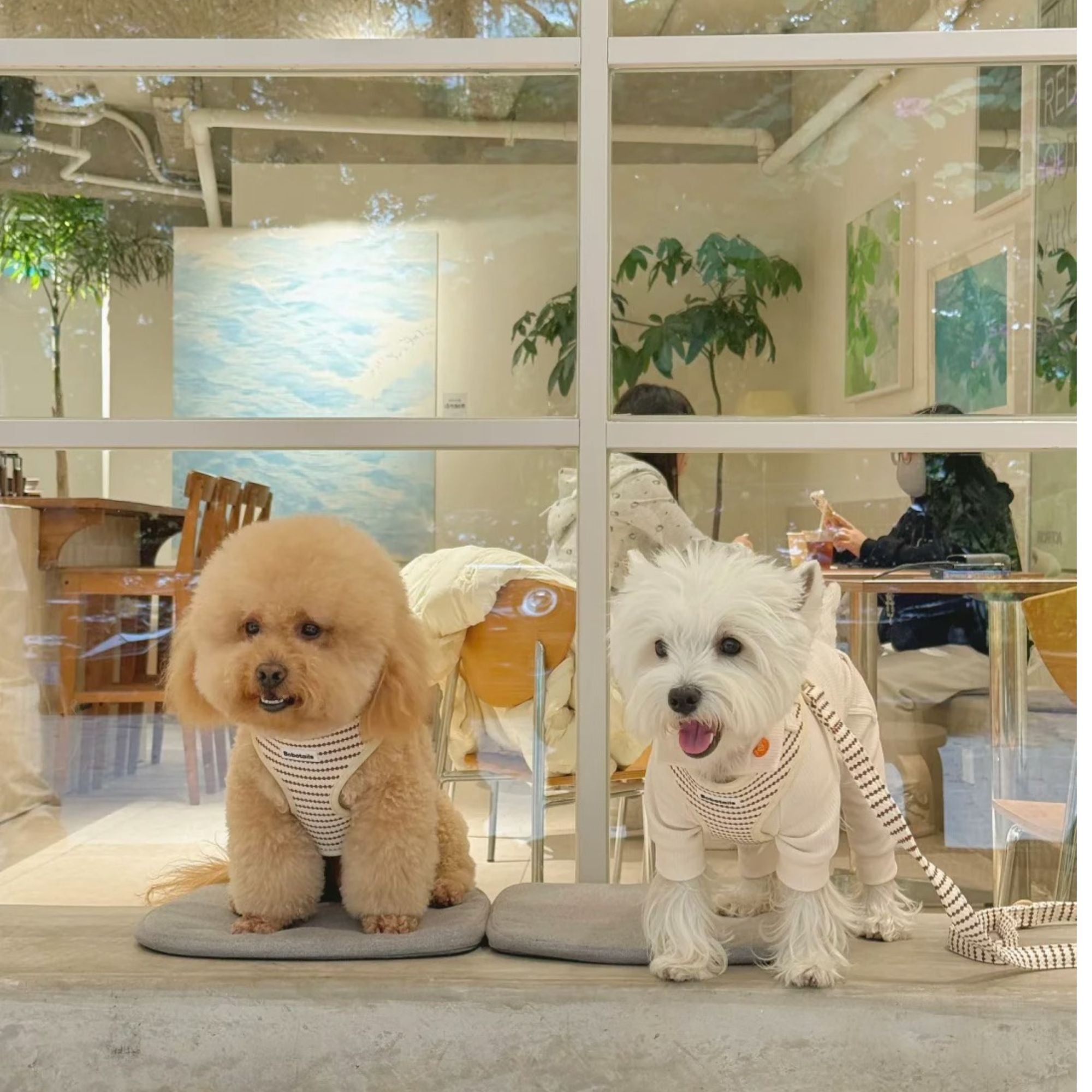 Two dogs wearing Bobotails small grain dog harness outfits sitting on mats in a modern indoor setting with people and plants.