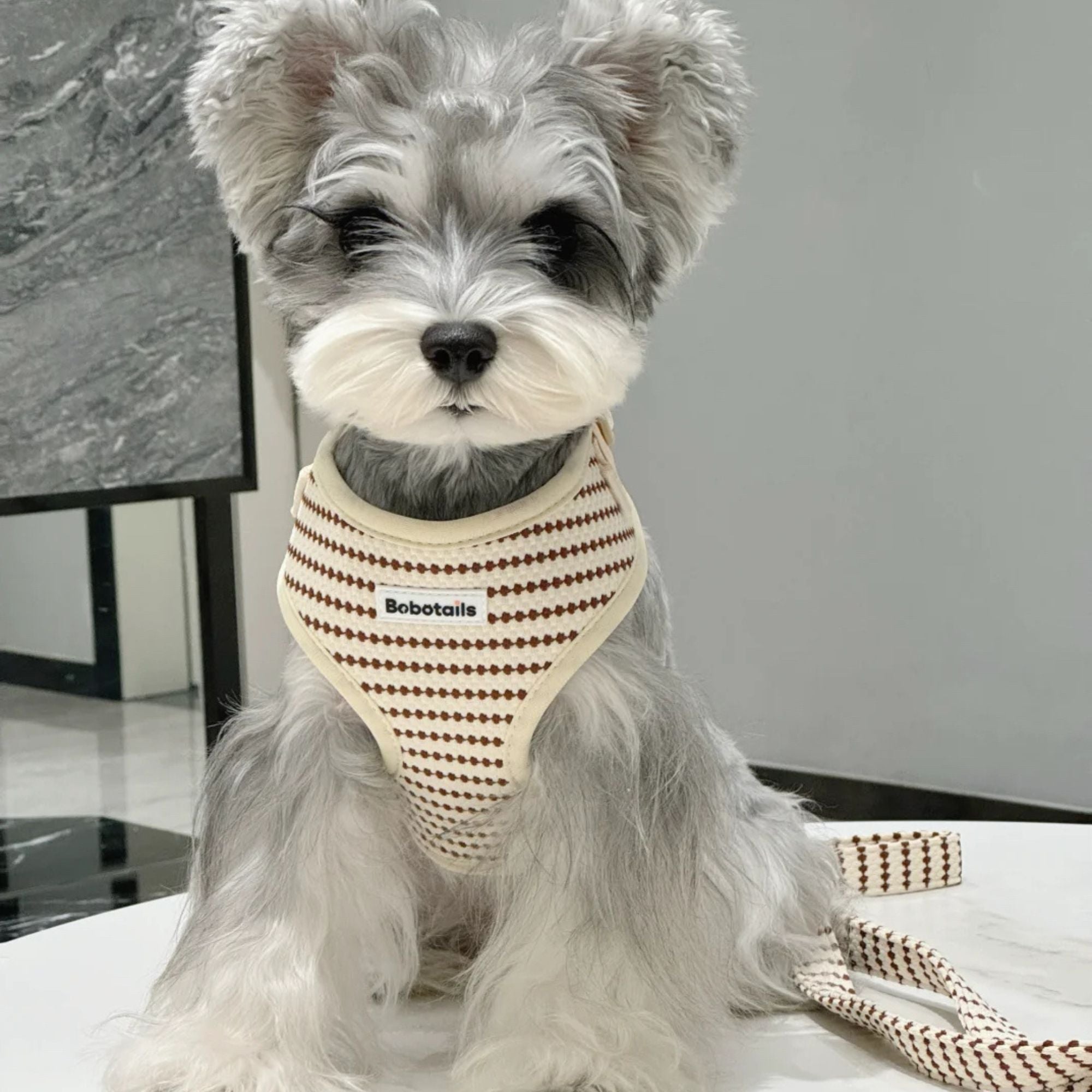 Miniature Schnauzer xx small dog wear Bobotails small grain dog harness and leash set 