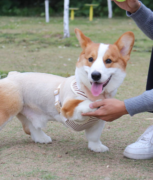 small grain dog harness small sized dog  showing texture and craftsmanship designed for comfort