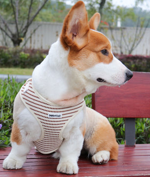 small grain service dog vest wearing on medium dog corgi as part of a complete dog and owner matching accessory set