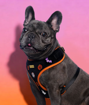 Dog wearing a spooky dog harness with a colorful gradient background-bobotails