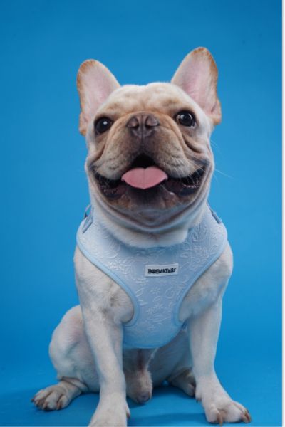 stylish halloween pet harness for frenchied dogs -bobotails