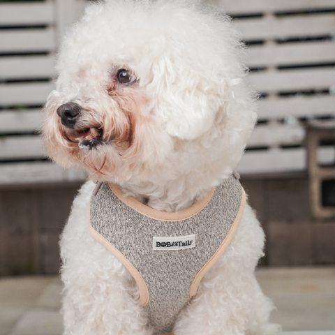 Bichon Frize dog wearing a gray harness with bobotails logo, sitting on a wooden floor.