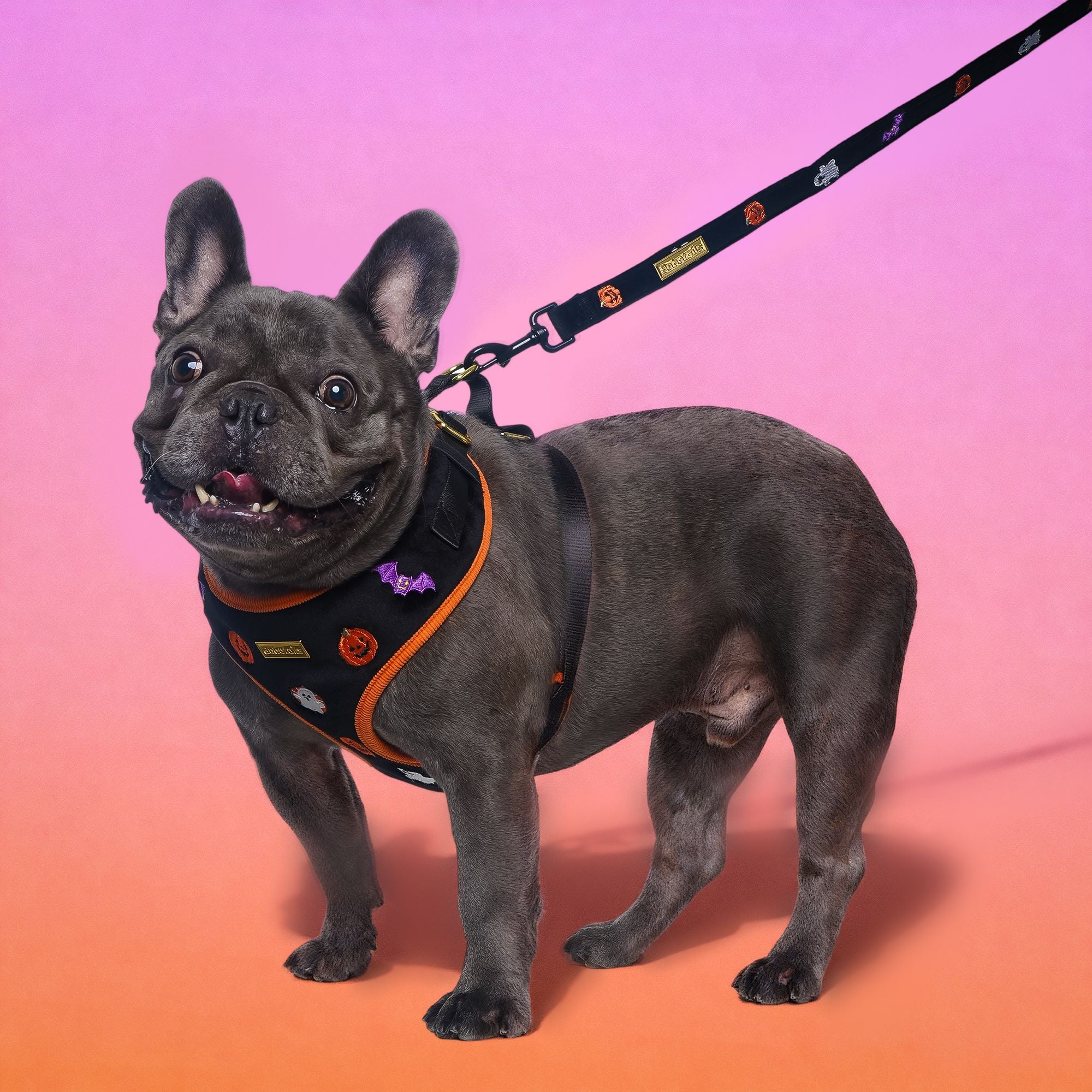 Morning Glory Dog Lash