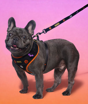 Morning Glory Dog Lash